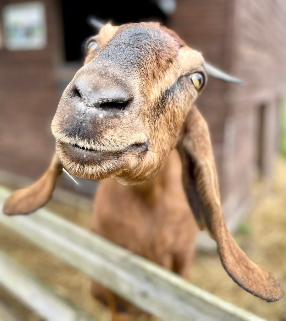 Gorgeous goats at Godstone Farm - Godstone Farm & Playbarn
