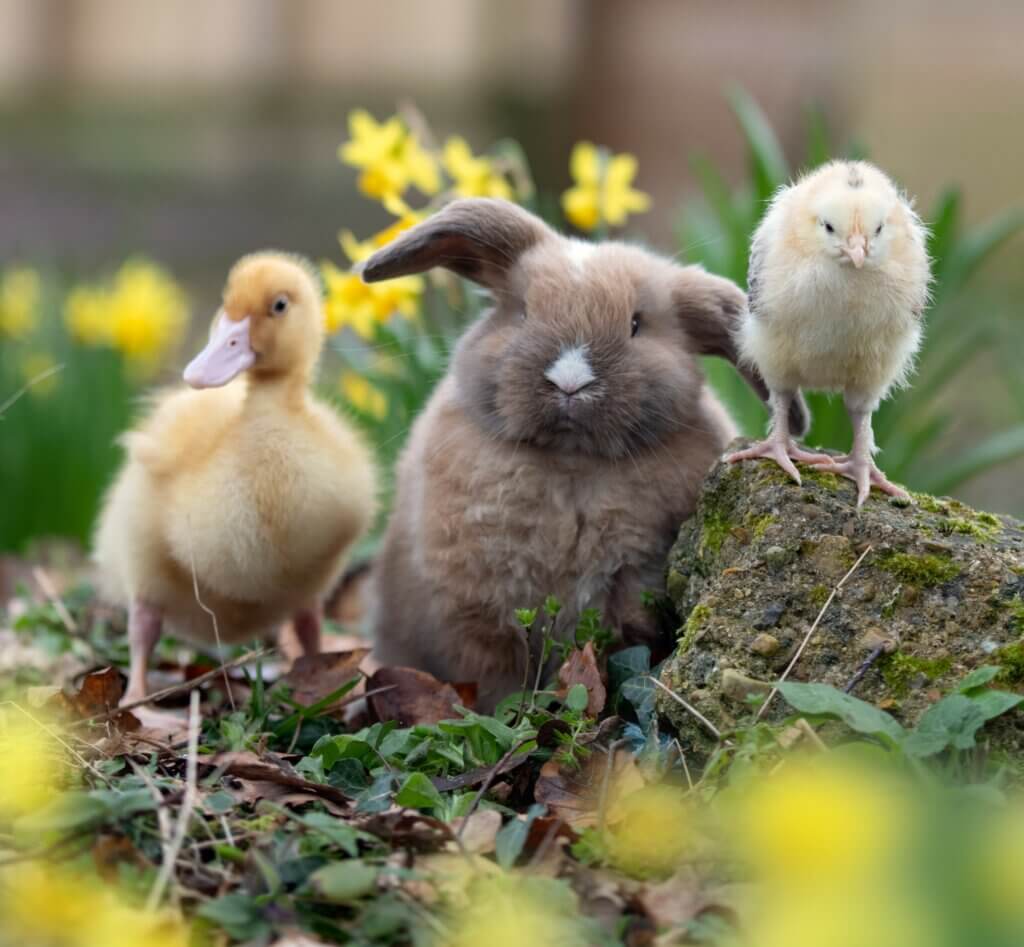 Spring into Fun at Godstone Farm - Meet the Easter Bunny