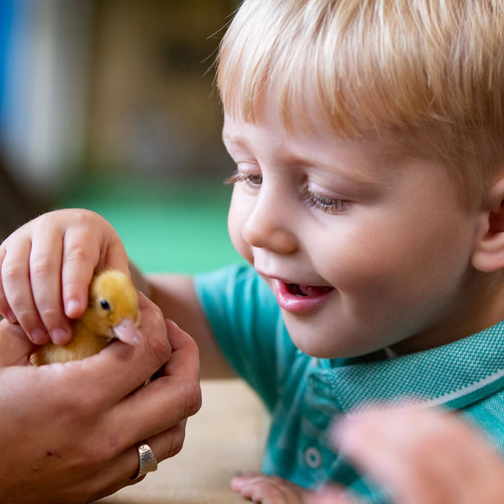 Animal-interactions Animal-interactions